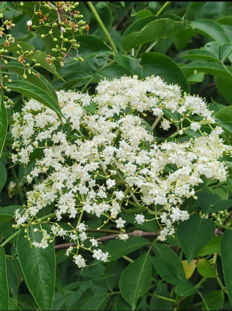 Elderberry Flowers